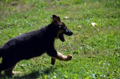 2012-09-16-chiots-kenya013.jpg