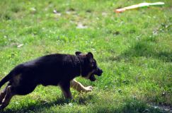 2012-09-16-chiots-kenya014.jpg