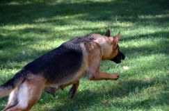 2012-09-16-chiots-kenya015.jpg