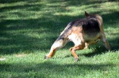 2012-09-16-chiots-kenya016.jpg