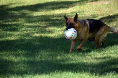 2012-09-16-chiots-kenya017.jpg