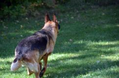 2012-09-16-chiots-kenya019.jpg