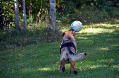 2012-09-16-chiots-kenya020.jpg