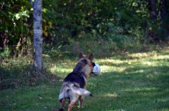 2012-09-16-chiots-kenya021.jpg