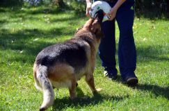 2012-09-16-chiots-kenya026.jpg