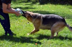 2012-09-16-chiots-kenya027.jpg