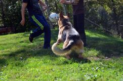 2012-09-16-chiots-kenya029.jpg