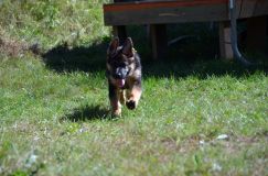 2012-09-16-chiots-kenya032.jpg