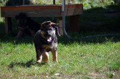 2012-09-16-chiots-kenya036.jpg