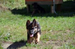 2012-09-16-chiots-kenya038.jpg