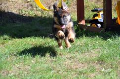 2012-09-16-chiots-kenya042.jpg