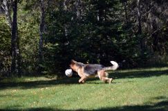 2012-09-16-chiots-kenya047.jpg