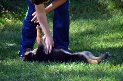 2012-09-16-chiots-kenya048.jpg