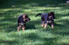 2012-09-16-chiots-kenya051.jpg