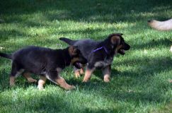 2012-09-16-chiots-kenya052.jpg