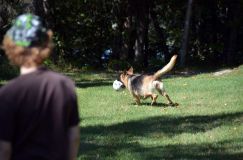 2012-09-16-chiots-kenya054.jpg