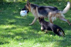 2012-09-16-chiots-kenya058.jpg