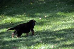 2012-09-16-chiots-kenya059.jpg