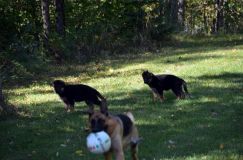 2012-09-16-chiots-kenya061.jpg