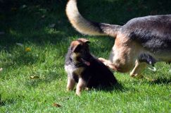 2012-09-16-chiots-kenya063.jpg