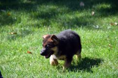 2012-09-16-chiots-kenya064.jpg