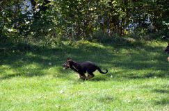 2012-09-16-chiots-kenya068.jpg