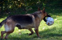 2012-09-16-chiots-kenya070.jpg