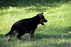 2012-09-16-chiots-kenya071.jpg