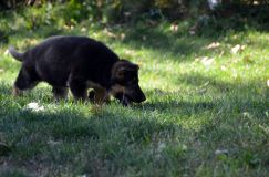 2012-09-16-chiots-kenya072.jpg