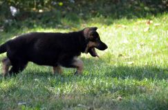 2012-09-16-chiots-kenya073.jpg