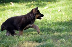 2012-09-16-chiots-kenya074.jpg