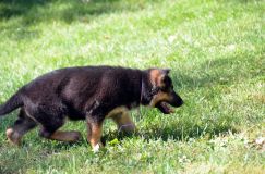 2012-09-16-chiots-kenya075.jpg