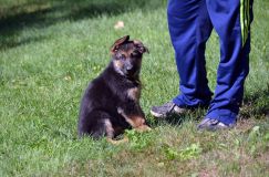 2012-09-16-chiots-kenya076.jpg