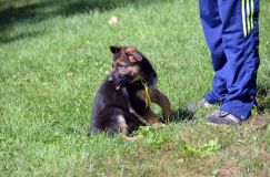 2012-09-16-chiots-kenya077.jpg