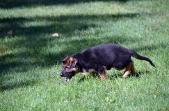 2012-09-16-chiots-kenya078.jpg