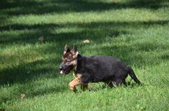 2012-09-16-chiots-kenya079.jpg