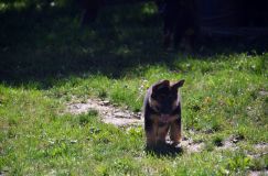 2012-09-16-chiots-kenya080.jpg