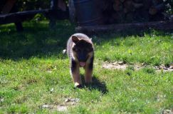 2012-09-16-chiots-kenya081.jpg