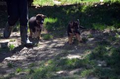 2012-09-16-chiots-kenya083.jpg