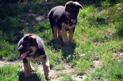 2012-09-16-chiots-kenya084.jpg