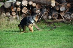 2012-09-23-chiens015.jpg