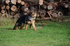 2012-09-23-chiens016.jpg