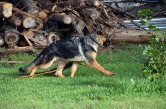 2012-09-23-chiens017.jpg