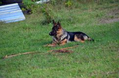 2012-09-23-chiens019.jpg