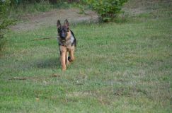 2012-09-23-chiens020.jpg