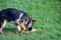 2012-09-23-chiens021.jpg