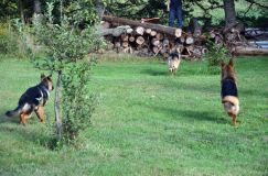 2012-09-23-chiens022.jpg