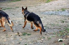 2012-09-23-chiens027.jpg