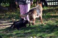 2012-10-08chiotschien004.jpg