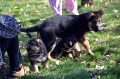 2012-10-08chiotschien005.jpg